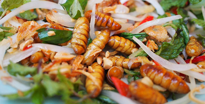 Comment élever des insectes comestibles ? 3 conseils - Manger des insectes  : l'entomophagie en cuisine