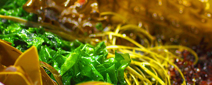 Bienfaits des algues comestibles